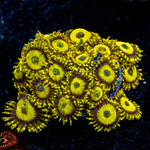 LA LAkers Zoanthid 