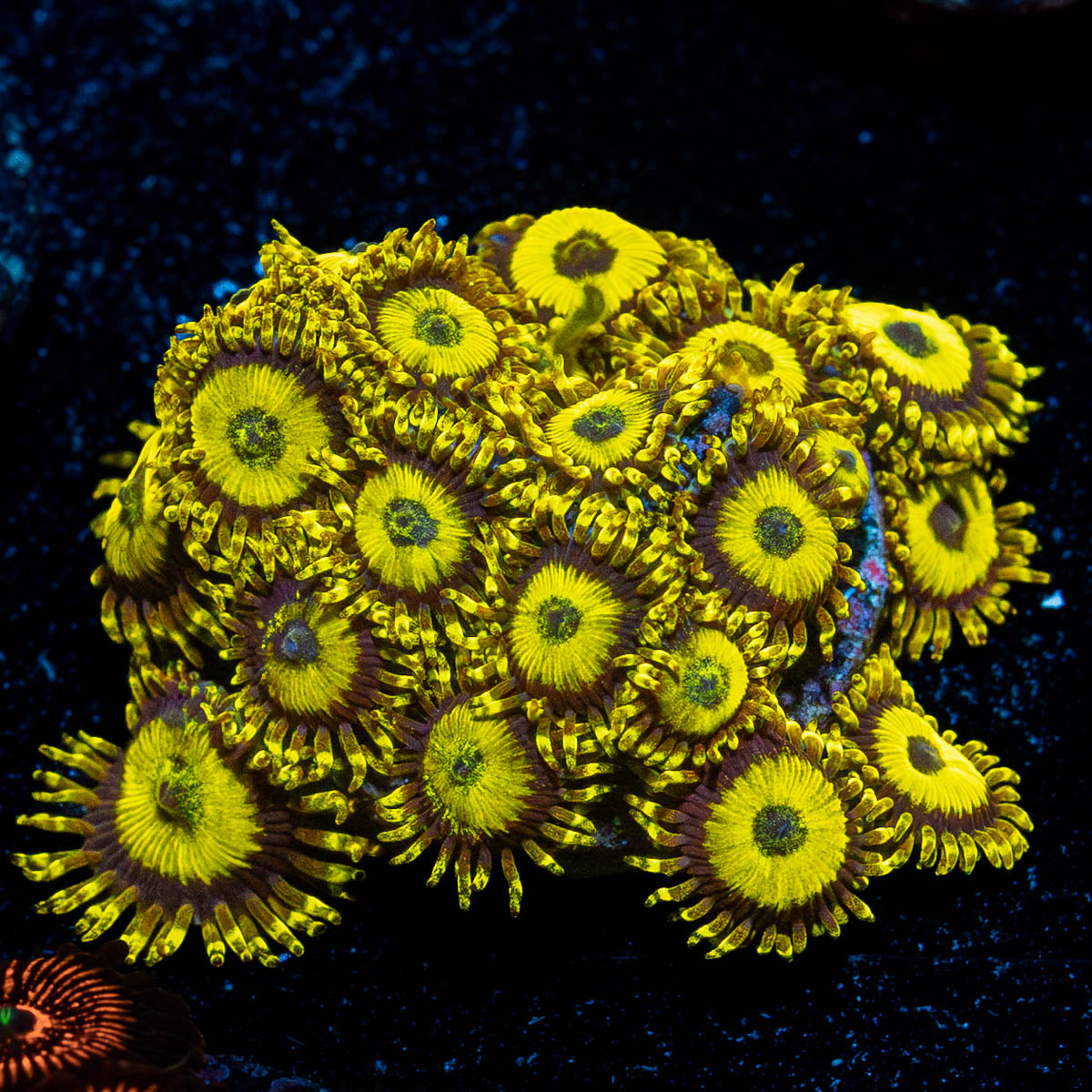LA LAkers Zoanthid 