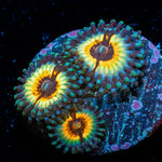 Sonic Flares Zoanthid 