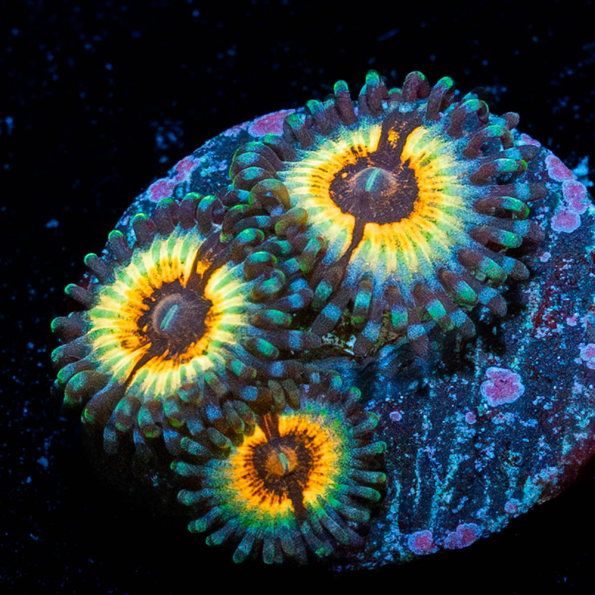 Sonic Flares Zoanthid 