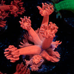 Red Goniopora 