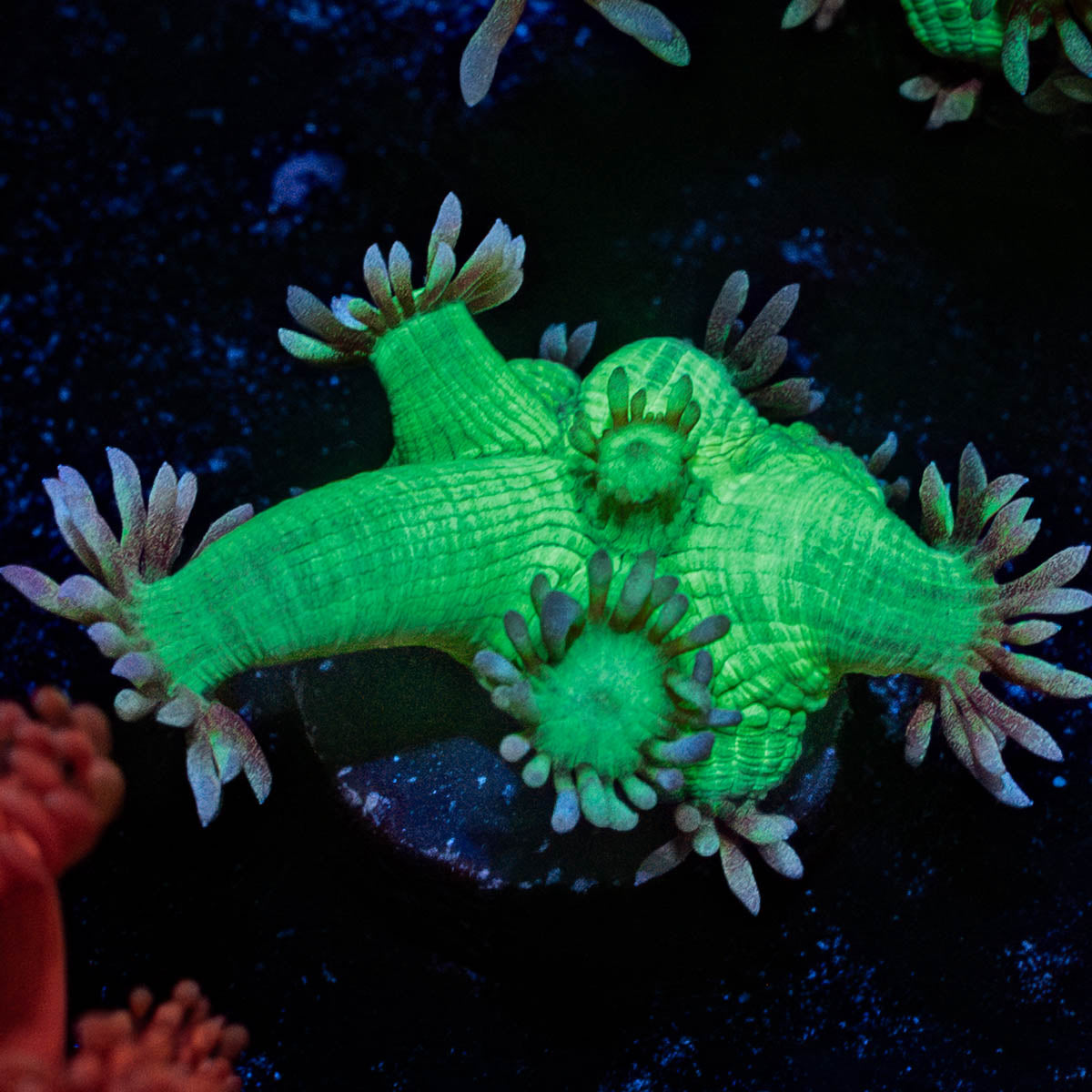 Bubble Toes Goniopora 