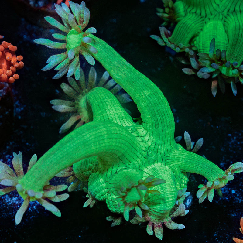 Bubble Toes Goniopora