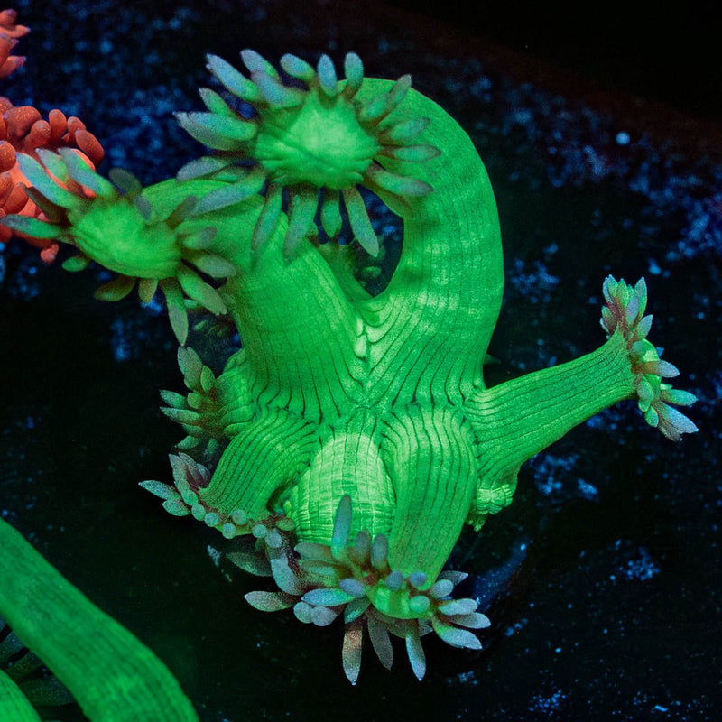 Bubble Toes Goniopora