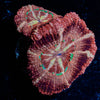 Cyclops Asian Acan 