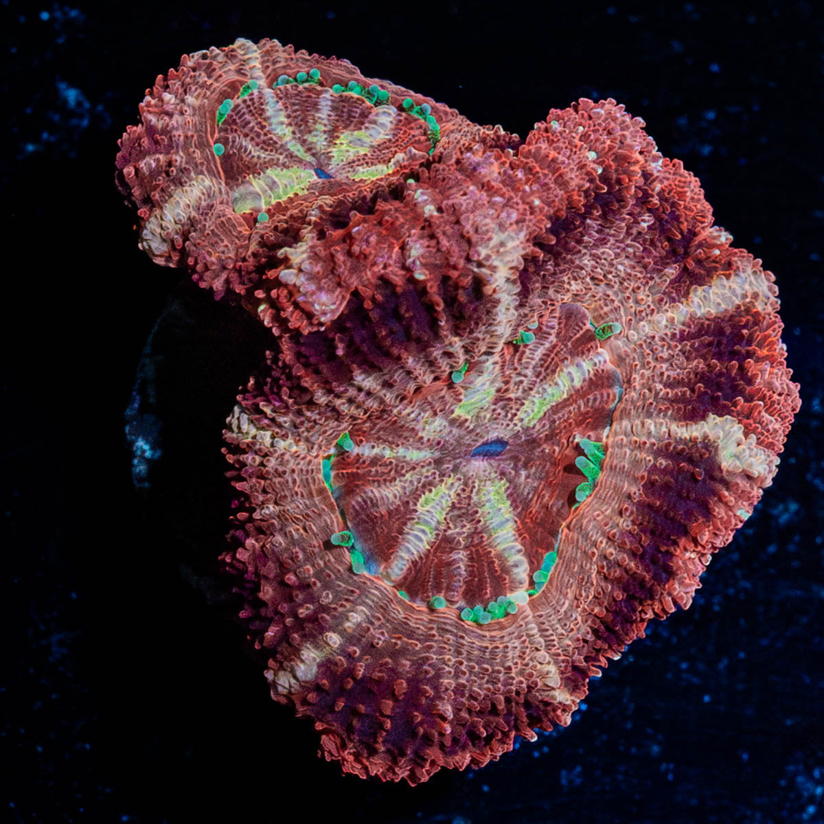 Cyclops Asian Acan 
