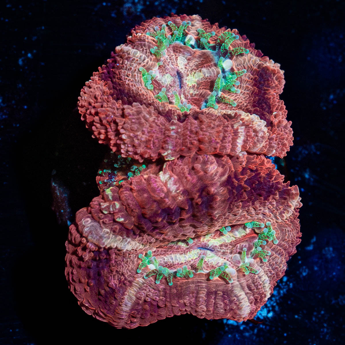 Cyclops Asian Acan 