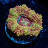 Wolferein Asian Acan 
