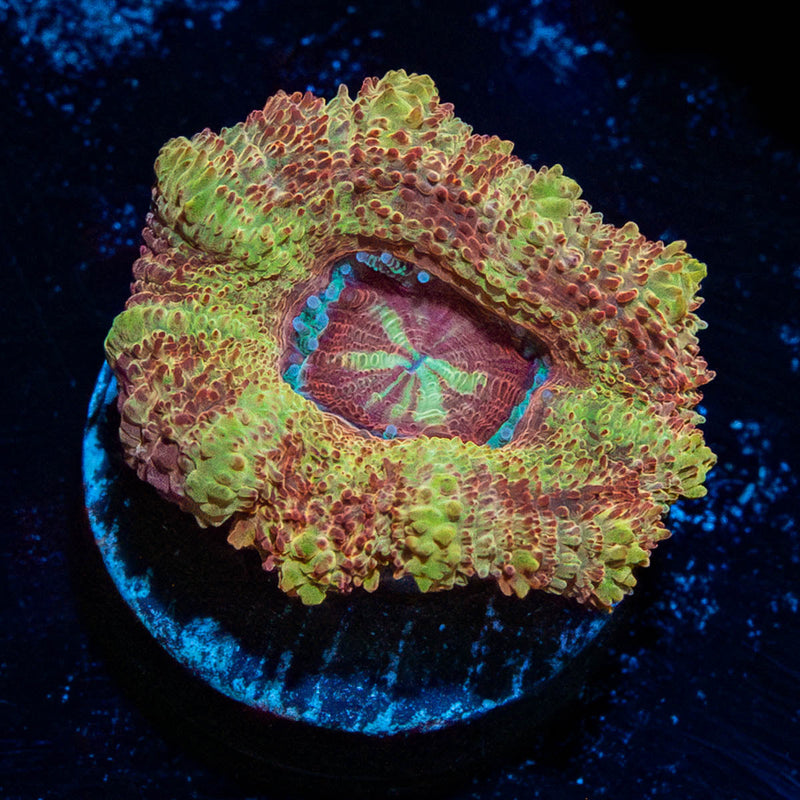 Wolverine Asian Acan
