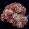 Red Panda Asian Acan 