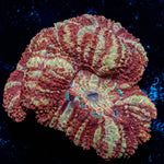 Red Panda Asian Acan 