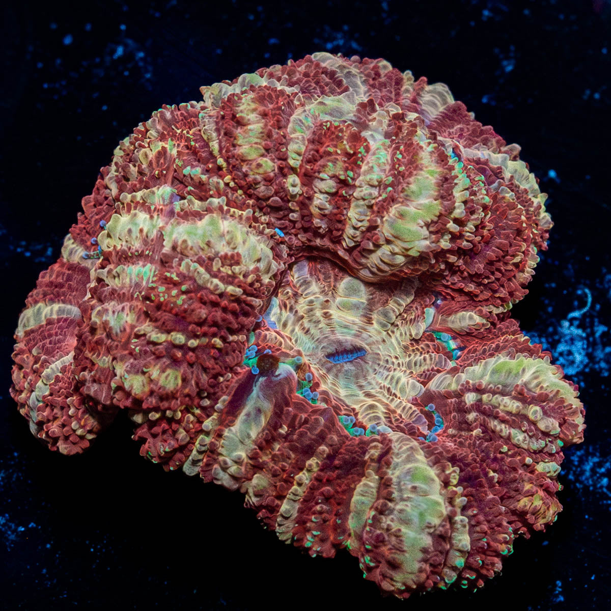 Red Panda Asian Acan 