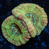 Moonlight Asian Acan 