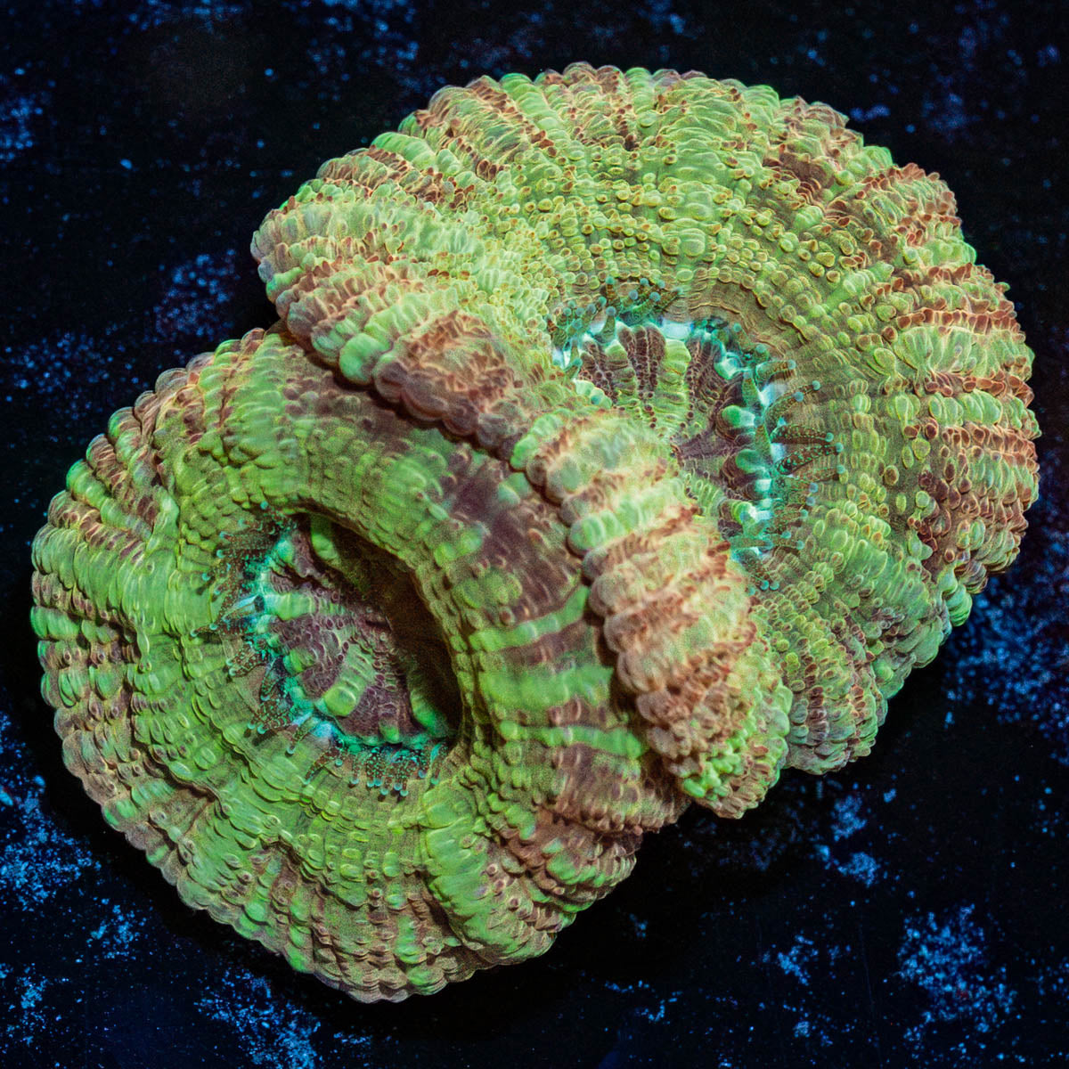 Moonlight Asian Acan 