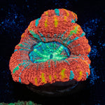 Sour Patch Asian Acan 