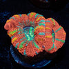 Sour Patch Asian Acan 