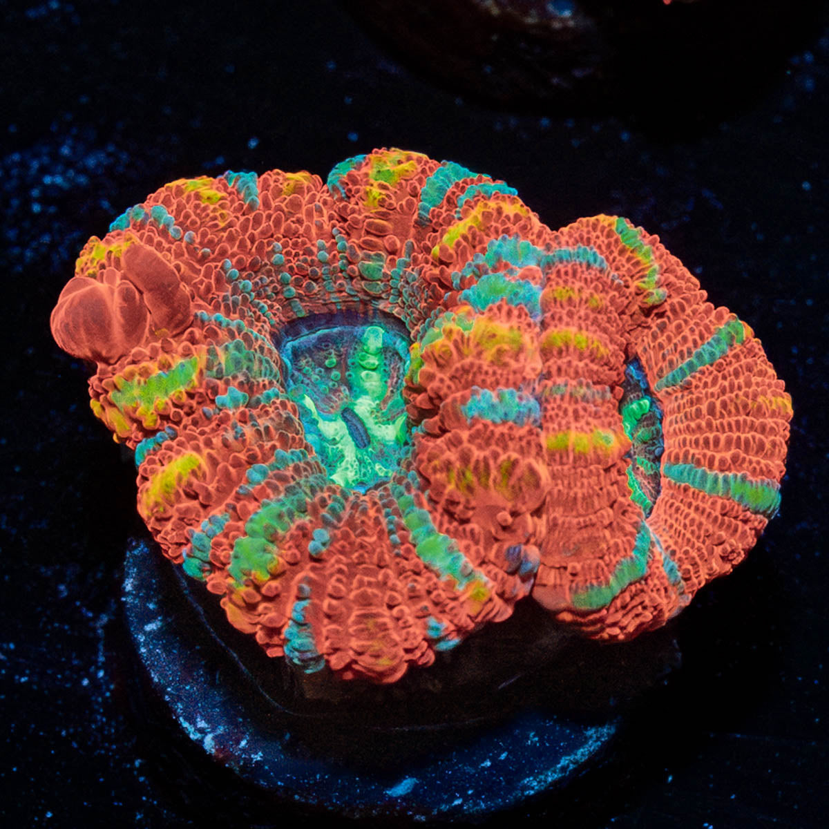Sour Patch Asian Acan 