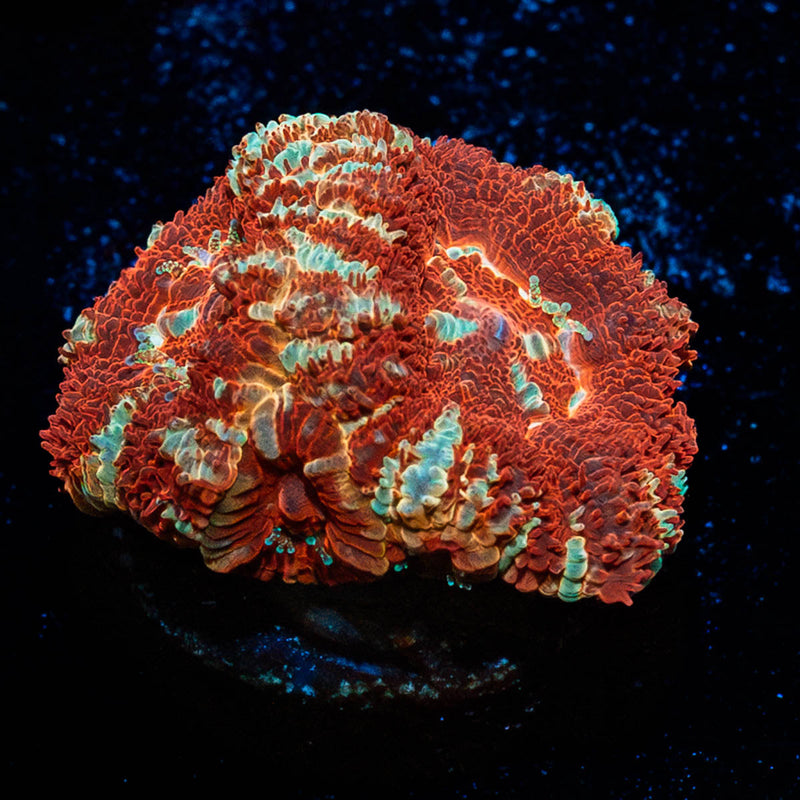 Blood Moon Asian Acan