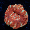 Blood Moon Asian Acan 