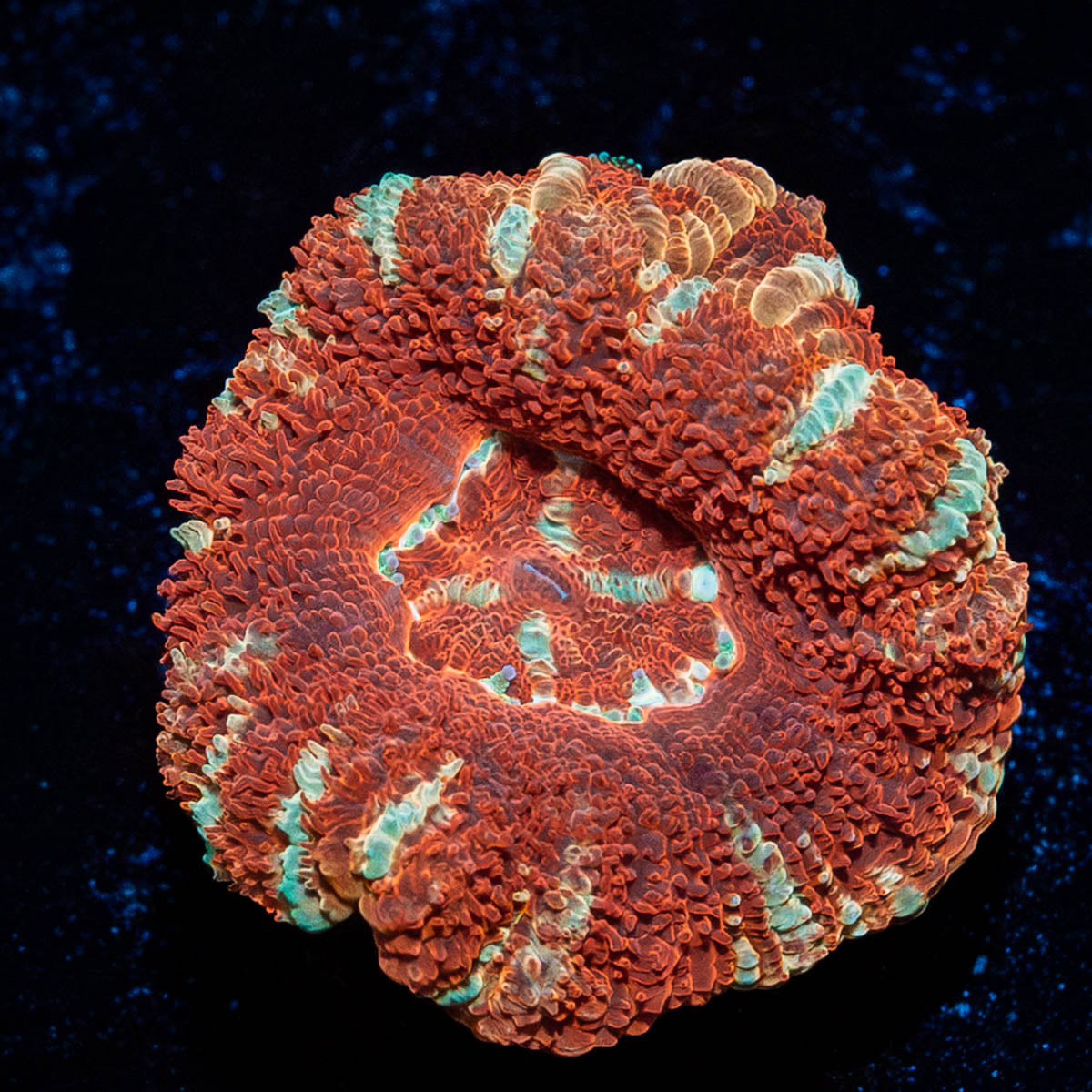 Blood Moon Asian Acan 