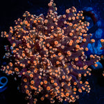 Peach FrogSpawn 