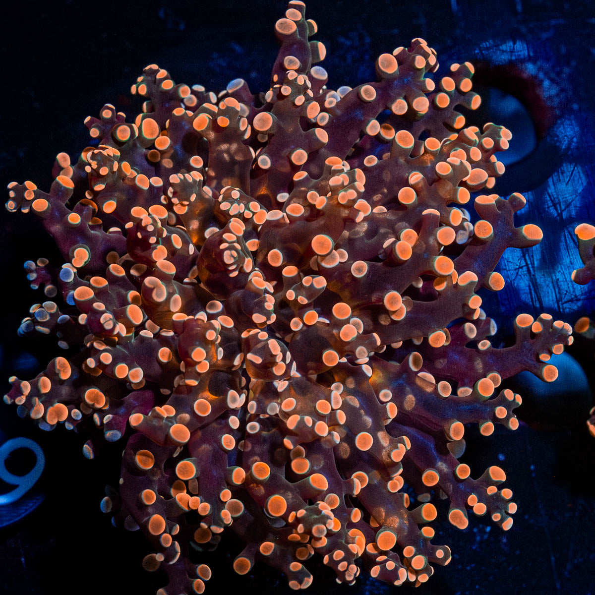 Peach FrogSpawn 
