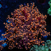 Peach FrogSpawn 