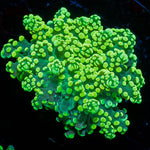 Toxic Green OctoSpawn