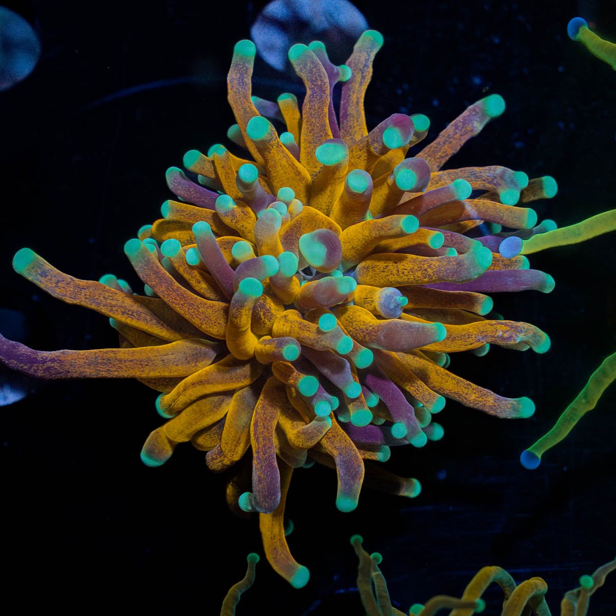 Pocillopora　zakuchiku Momong Pocillopora – Reef Systems Coral Farm, Inc.