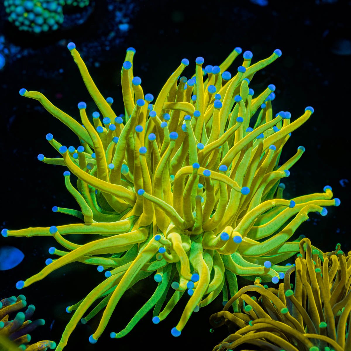 Pocillopora　zakuchiku Momong Pocillopora – Reef Systems Coral Farm, Inc.