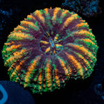 Ultra Button scoly - riptide aquaculture llc