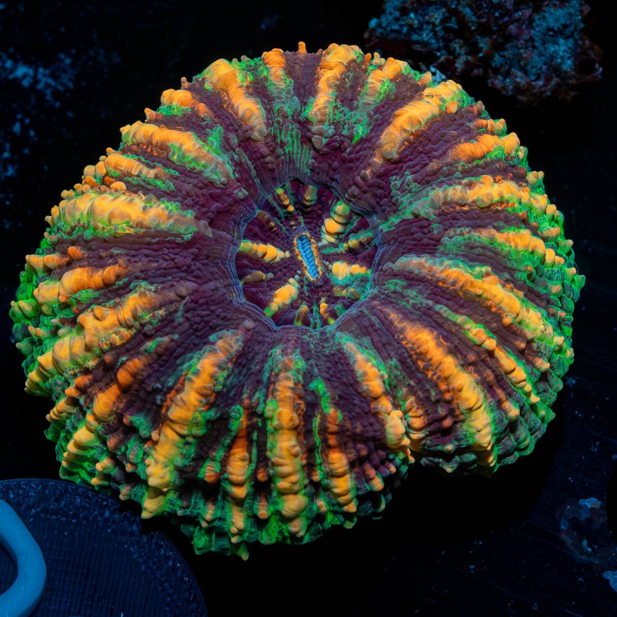 Ultra Button scoly - riptide aquaculture llc