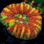 Ultra Button scoly - riptide aquaculture llc