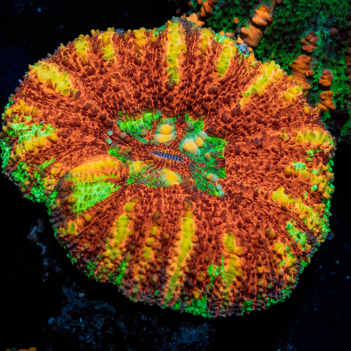 Ultra Button scoly - riptide aquaculture llc