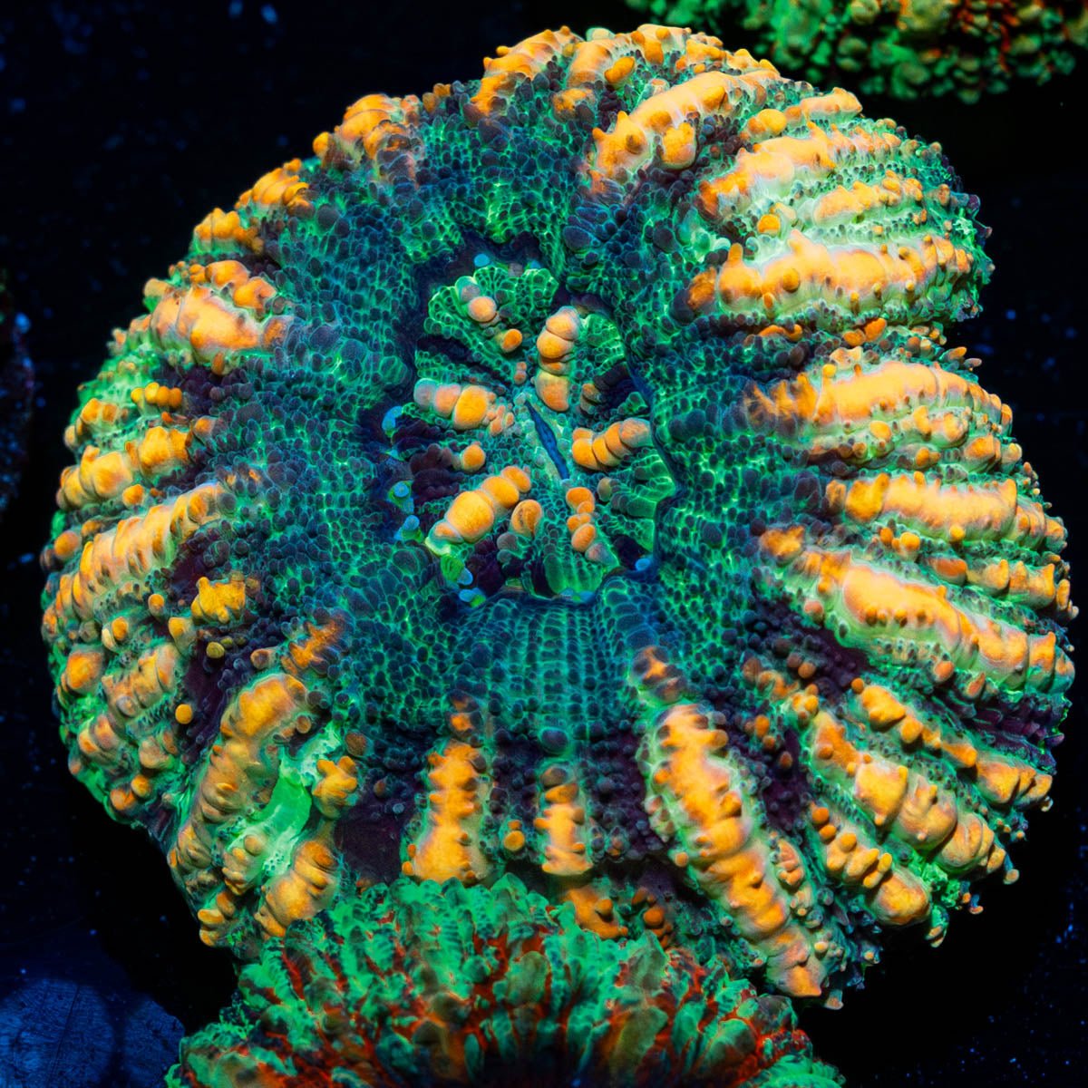 Ultra Button scoly - riptide aquaculture llc