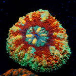 Ultra Button scoly - riptide aquaculture llc