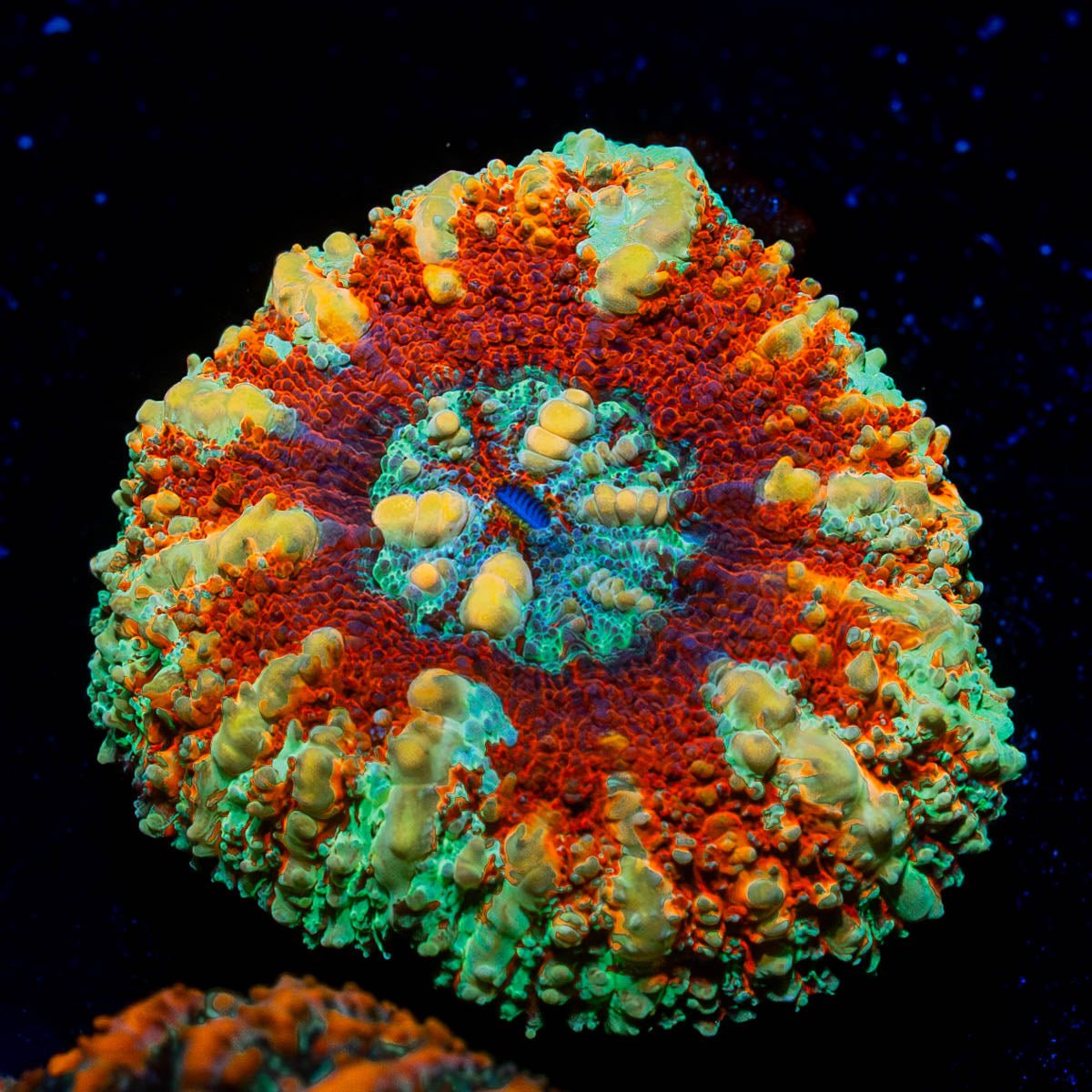 Ultra Button scoly - riptide aquaculture llc