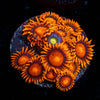 LG Bam Bam Zoanthid 