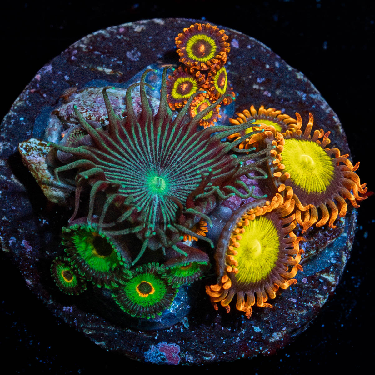 Zoanthid Multi Plug 