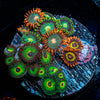 Zoanthid Multi Plug - riptide aquaculture llc