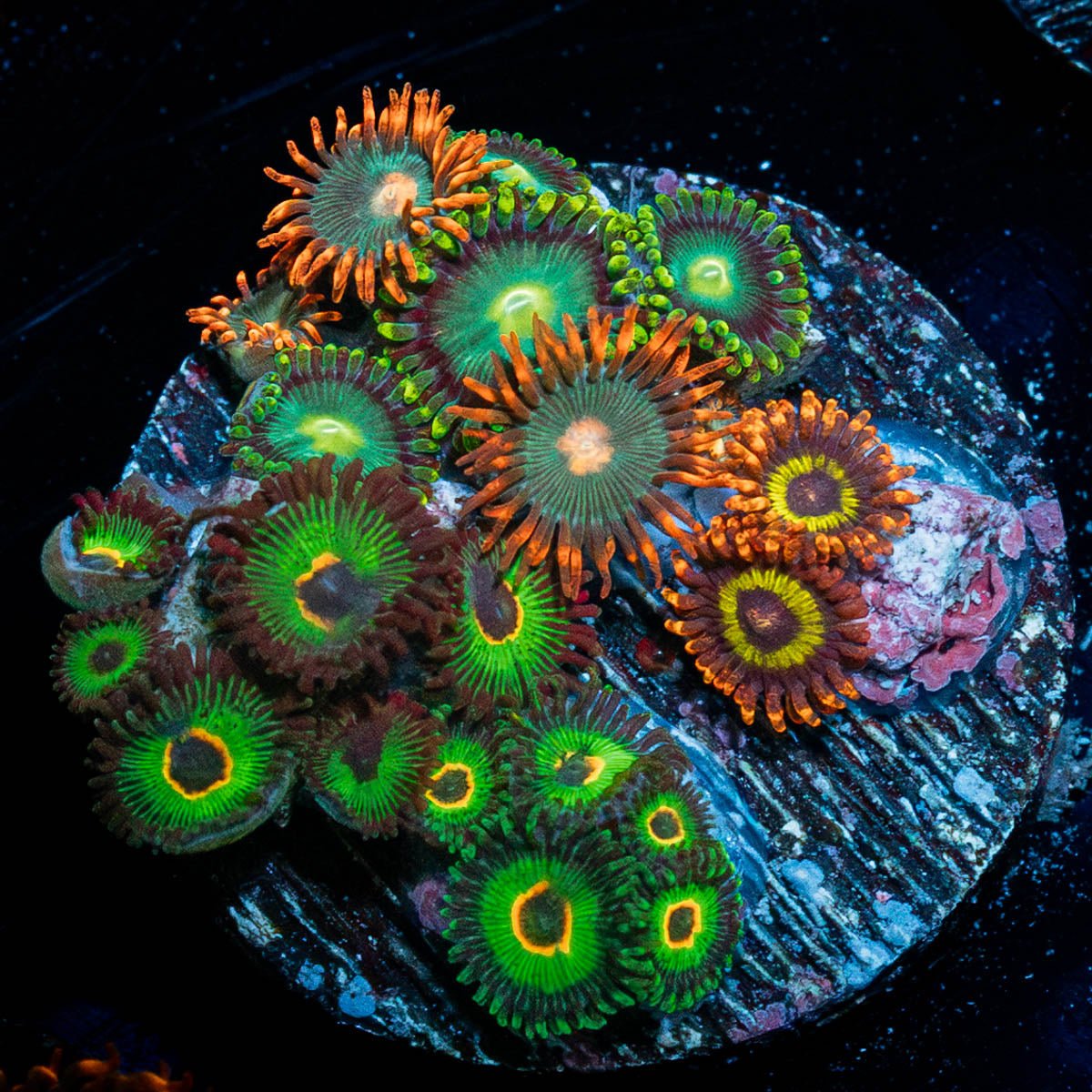 Zoanthid Multi Plug - riptide aquaculture llc