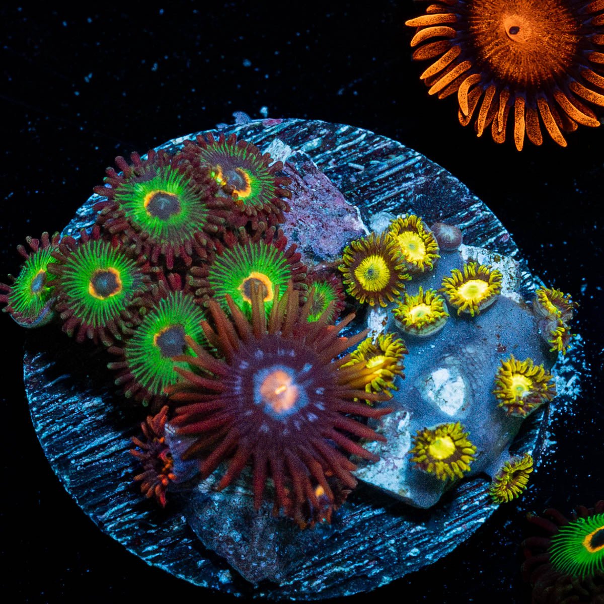 Zoanthid Multi Plug - riptide aquaculture llc