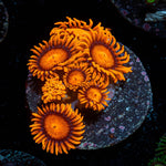 LG Bam Bam Zoanthid - riptide aquaculture llc