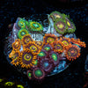 Zoanthid Multi Plug 