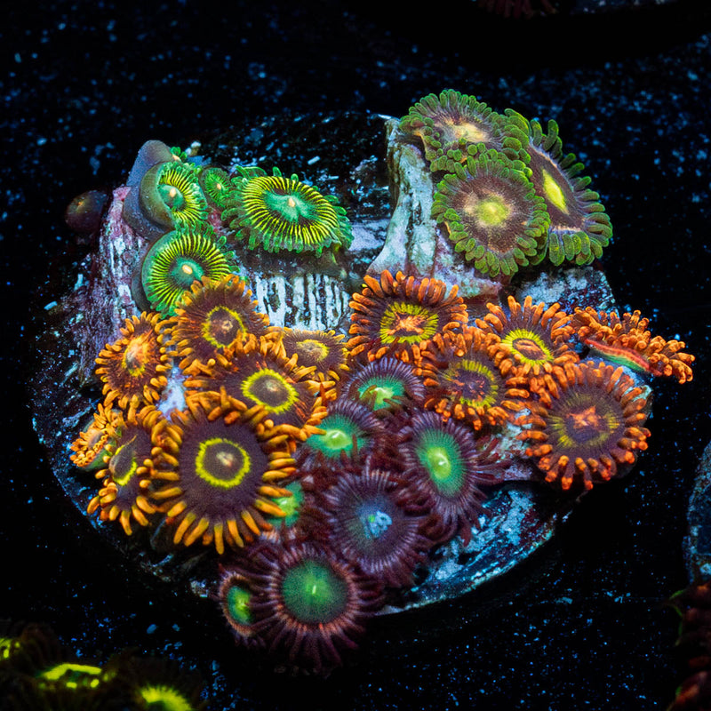 Zoanthid Multi Plug