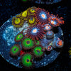 Zoanthid Multi Plug 