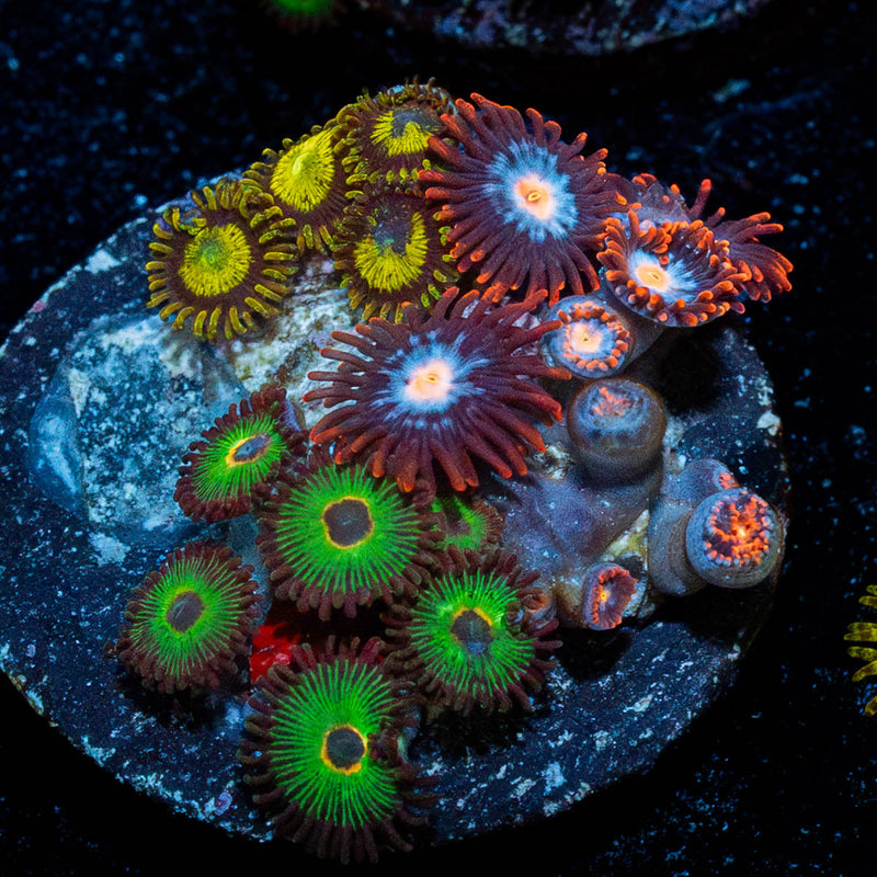 Zoanthid Multi Plug