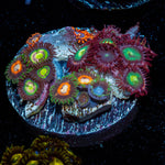 Zoanthid Multi Plug - riptide aquaculture llc