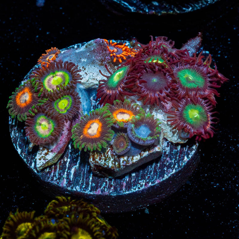 Zoanthid Multi Plug