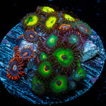 Zoanthid Multi Plug - riptide aquaculture llc
